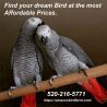 African grey parrots for sale and other Birds