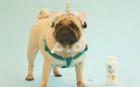 Dog Shampoo, Puppy Shampoo, and Conditioner for Tick and Fleas | Captain Zack