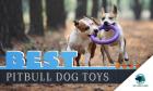 Toys for Pitbull Terrier