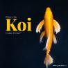 Koi fish for sale | Grand Koi - India