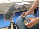 Adorable African Grey Parrots For Adoption