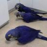 Buy Hyacinth Macaw