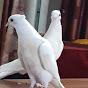 Do you love white pigeons? Search youtube: masudbcl pigeon loft.
