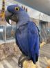 Hyacinth Macaw for Sale