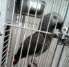 Playful socialized African grey parrots For Sale