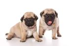 Adorable  Pug Puppies For Sale Near Me