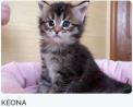 Buy Maine Coon Kittens Online Whatsapp : +1(903) 354-4782‬