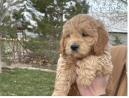 Goldendoodle pups ready for their new homes