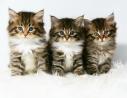 Hypo-Allergenic Siberian Kittens for sale with outstanding personalities.
