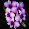 Online Orchid Plant purchase
