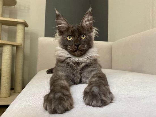 Healthy Maine Coon Kittens For Sale