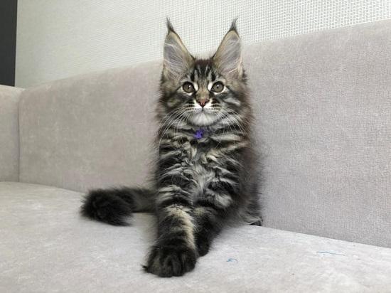 Healthy Maine Coon Kittens For Sale
