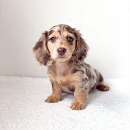 Mini Dachshund Puppies For Sale