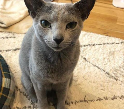 Russian Blues are Sweet & Loyal Cats