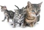 Bengal Kitten Cat For Sale Online