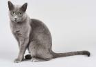 Best Russian Blue Cat & Kittens Online