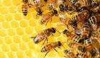 Get Rid of Honey Bee fast