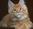 Good-natured and Affable Maine Coon