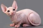 Purchase A Sphynx Cat From Us