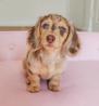 Pure  Breed Dachshund male and female Puppies  For Sale