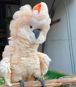 Bare eyed cockatoo for sale near me,Bare eyed cockatoo  adoption,Bare eyed cockatoo  breeder,Bare ey