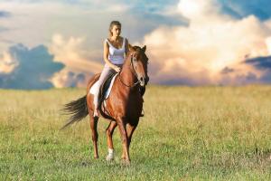 Checkout Hunter Jumper Horses for Sale in Texas | Comly Sport Horses