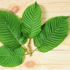 Kratom The Miracle Plant