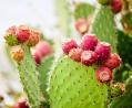 bulk Prickly Pear Seed Oil wholesale