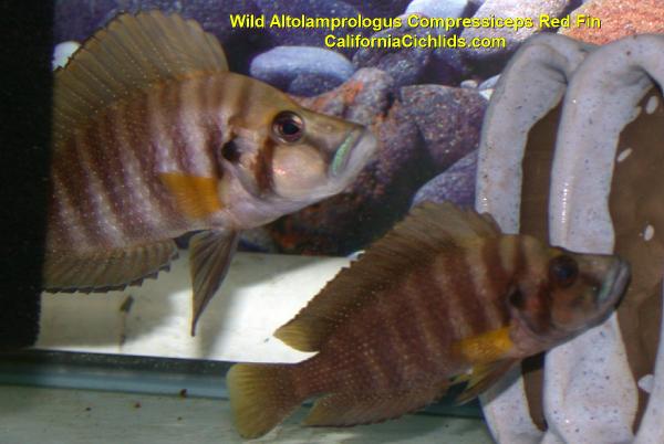 African Peacock Cichlids for Sale