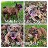 1 female English Bulldog YEAR OLD/ 1 MALE MERLE 6 MONTH/ 1 AMERICAN POCKET BULLY 2 YEARS OLD