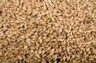 Barley supplier