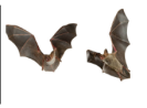 Denver's Top-Rated Bat Control Services