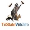 Tristate Wildlife