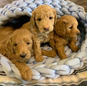 ❤️Outstanding GOLDENDOODLE PUPPIES Ready for homes❤️