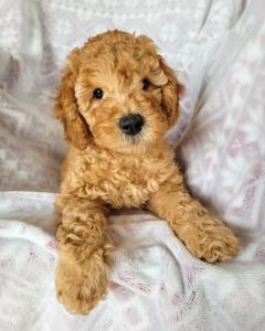 GOLDENDOODLE PUPS READY THIS VALENTINES DAY♥️