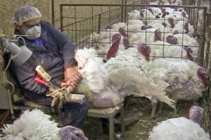 Factory Farming Cruelty for Humans, Animals and the Planet