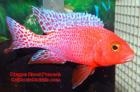 AFRICAN CICHLIDS FOR SALE SHIPPING USA