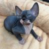 Sphynx Kittens For adoption