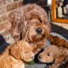 ❤️Outstanding** GOLDENDOODLE PUPPIES Ready❤️