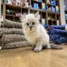 Discover Ragdoll Kittens For Sale