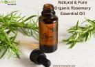 Natural & Pure Organic Rosemary Essential Oil