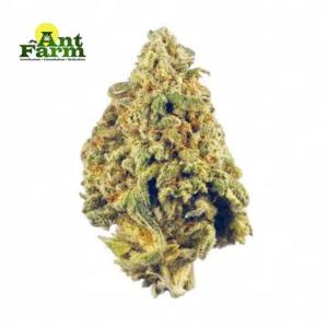 Easy Marijuana Delivery in Detroit | Ant Farm Collection Club
