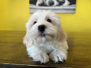 Havanese Puppies for Sale in New York | Westchester Puppies