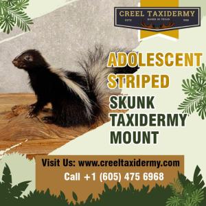 Order Adolescent Striped Skunk Taxidermy Mount Online