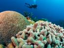 HOW DIVERS CAN HELP SAVE CORALS WITH THE REEF RESCUE NETWORK