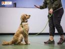 Mastering Manners: Discover Expert Dog Behavior Training Near You