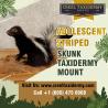 Order Adolescent Striped Skunk Taxidermy Mount Online