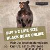 Purchasing 1/2 Life Size Black Bear Online