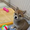 Where can I buy Shiba Inu puppy in San Diego