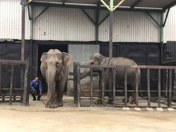 International Animal Exchange in Thailand